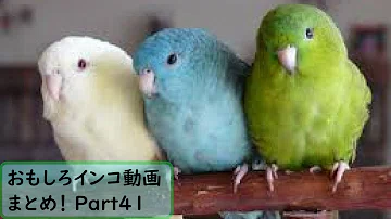 インコ おもしろ 画像