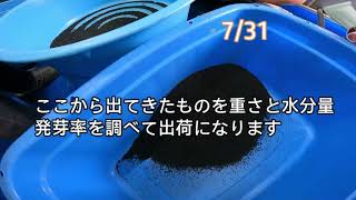 20210722-0806農作業  　脱穀　唐箕　色彩選別機　出荷　片付け　種は新鮮な物を購入しましょう