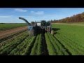 Carrot Harvest 2016