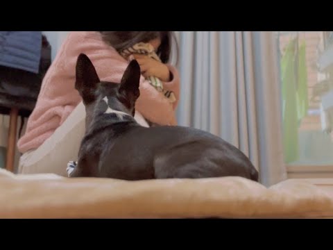 イタズラばかりするので泣き真似して情に訴えた【ボストンテリア】