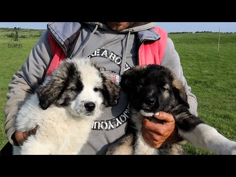 Video: Câine Adoptabil al Săptămânii - Spankee
