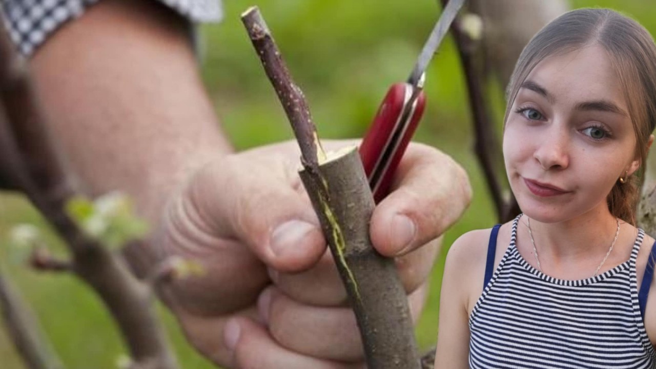 Szczepienie Starych Odmian Jabłoni | Oprysk miedzianem. Jak szczepić drzewa owocowe.