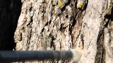 How to Drill a Maple Taphole To Collect Maple Sap.