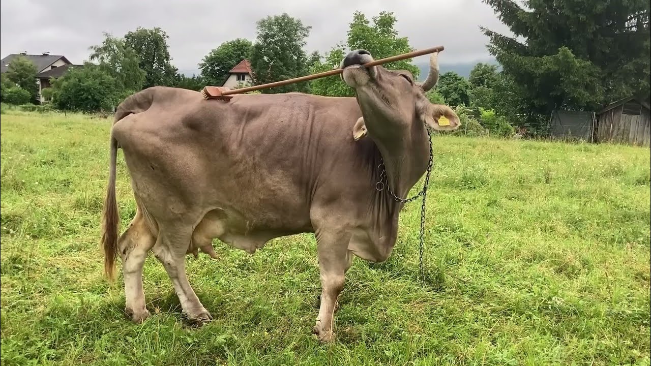 Clever cow Veronica - Pametna krava Veronica