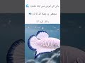 The Name of Allah Seen on a Fish 🐟✨ #islamicvideo #viralvideo #islamicshorts #viral