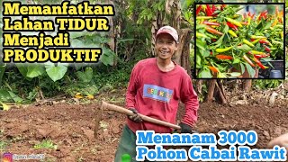 Memanfaatkan Lahan TIDUR untuk menanam 3000 Cabai Rawit