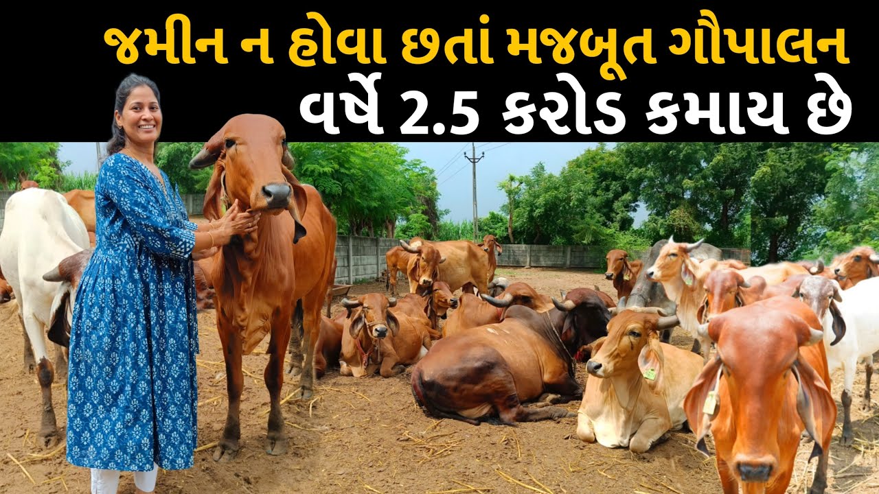 હવે ગૌપાલન કરનાર ગામડિયો નહિ ગ્લોબલમેન કહેવાય છે.
