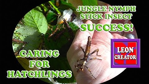 Success! Hatching & Caring for baby JUNGLE NYMPH Stick Insects - with Leon Hills - LEON CREATOR
