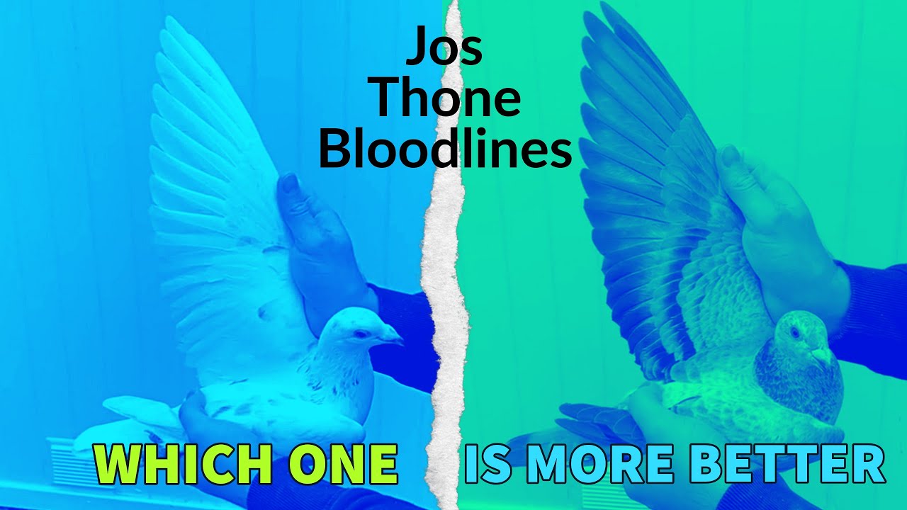 Orignal Jos Thone Grizzle Racing Pigeons | Pipa Pigeon Paradise Auction | Racer Kabutar | Kalapati