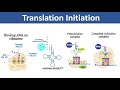Translation Initiation Initiation Of Protein Synthesis Biochemistry