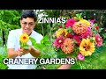 How to grow zinnias from seed to bouquet cut flower garden