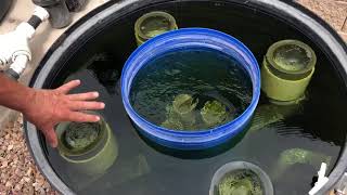 Detailed description of a 16,400 gallon koi pond filtration system