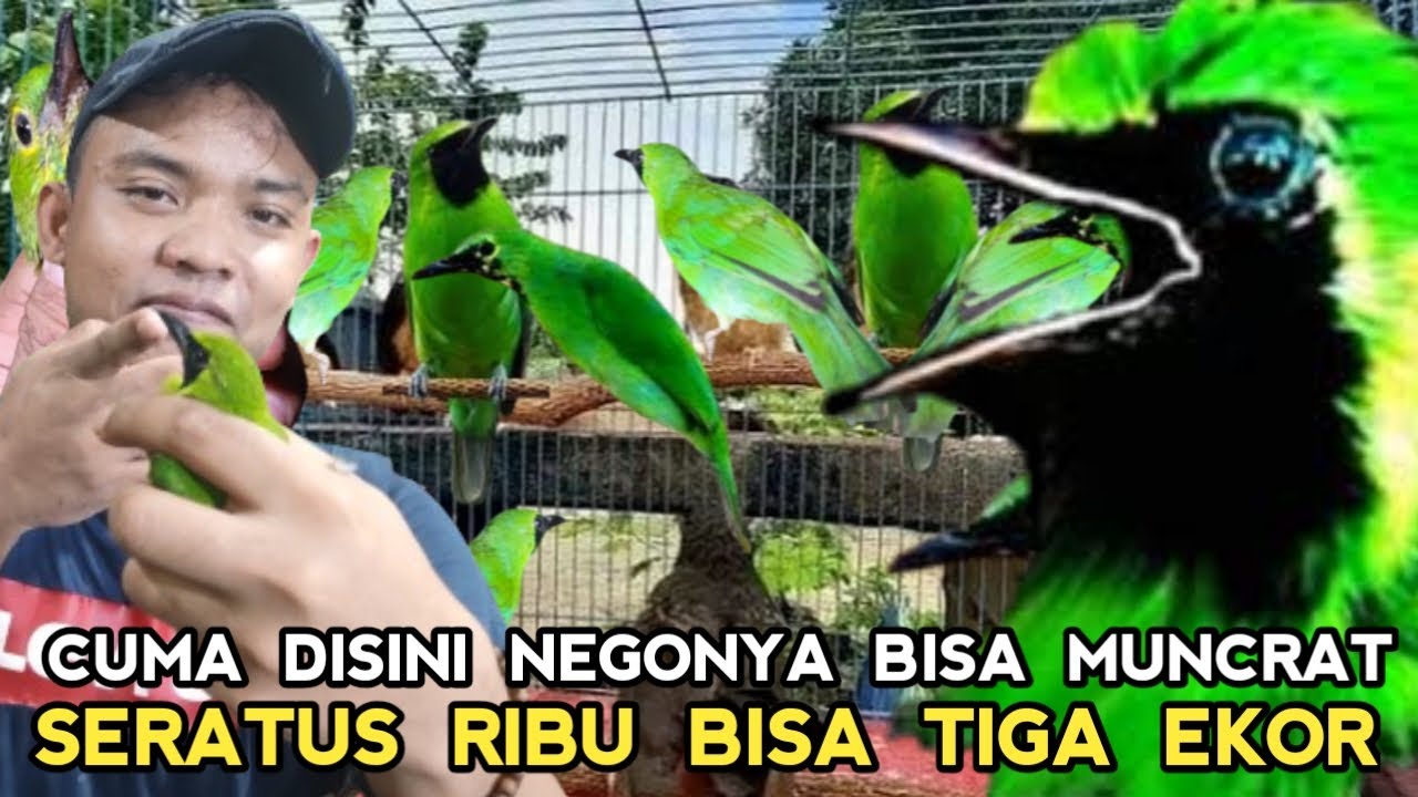 BANJIR CUCAK IJO..! SE-PROVINSI DISINI SEMUA HARGA DARI 250 RIBUAN DI PASAR BURUNG PRAMUKA