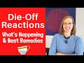 Dieoff herxheimer reactions candida sibo sifo and dysbiosis