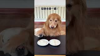 狗子：我兄弟过的可以好，但不能过的比我好！ #抓到一只赏秋小狗 #万物可爱计划 #内容启发搜索  #萌宠出道计划  #抖音萌宠