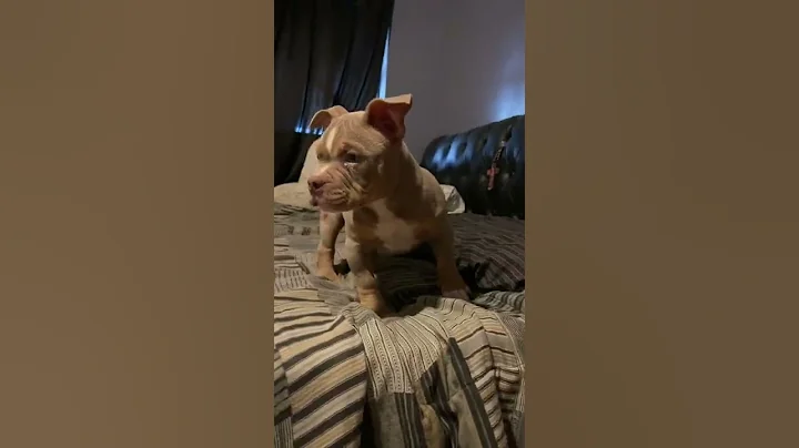 #americanbully #bully #cute #puppies #puppy #fire #pets #puppylove #short