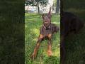в Питере +30 #собака #доберман #doberman #рекомендации #животные