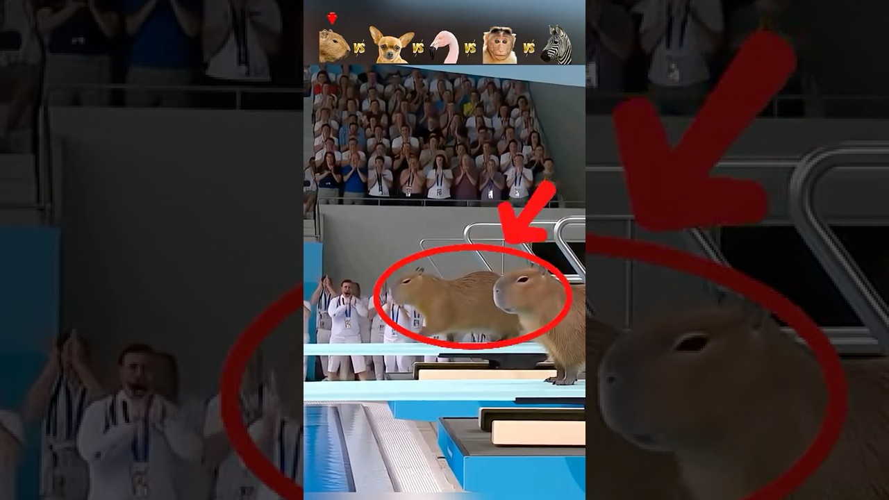 Capybara vs Chihuahua vs Flamingo vs Monkey vs Zebra | Animal Olympics Diving Doubles Event