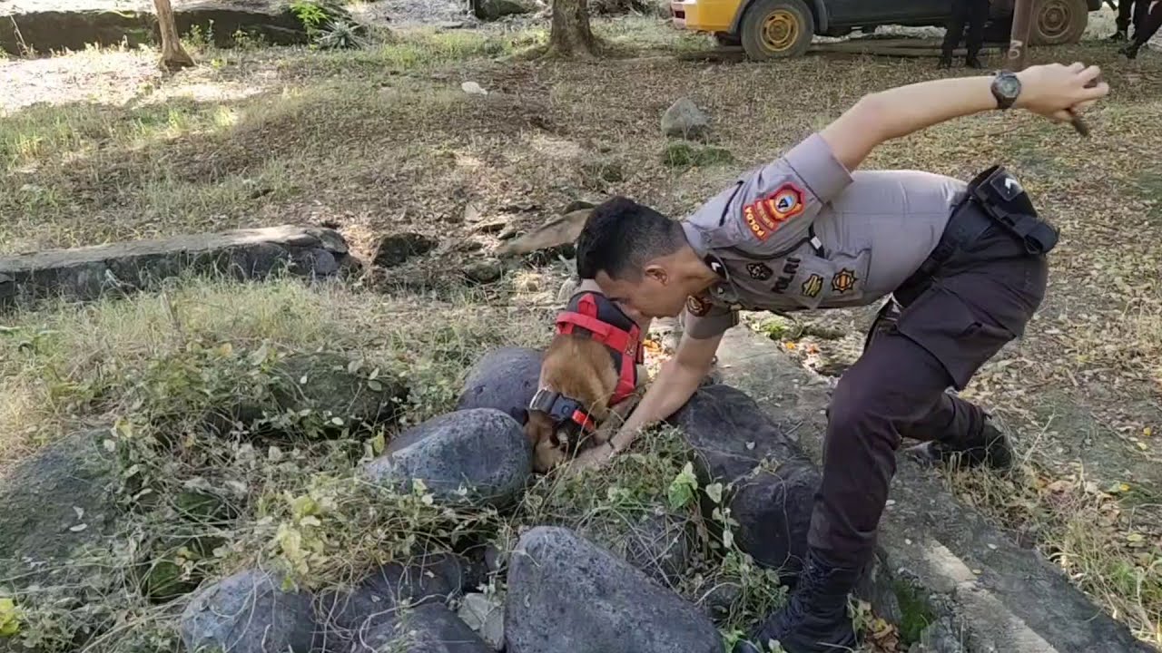 K9 rexi  paling jago lacak Narkoba