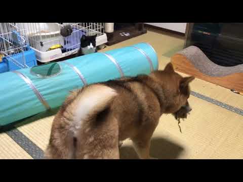 須田弘子ブリーダーからお迎えした柴犬：咲貴ちゃん