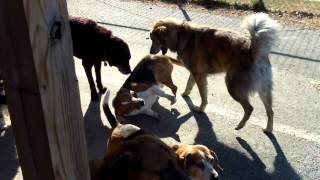 Callie, Rizzo, Mr Charlie, Gus Gus, Tuck, Chaucer, Petey, Karl, Gabby, McLovin, Emma, Maximus, Filly, Joey, Louie, Bella, Rory, Jack, George, Rocky and Aiden