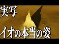 【太陽から8億km】太陽系で最も熱い天体イオの驚くべき姿とは？