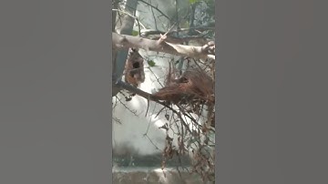 #Very small bird.# smallest Bird of the world.# which Bird .# hummingbird nest