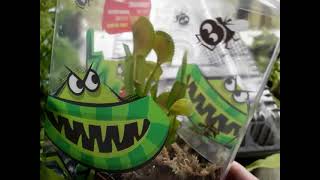 Saving Death Cube Flytrap