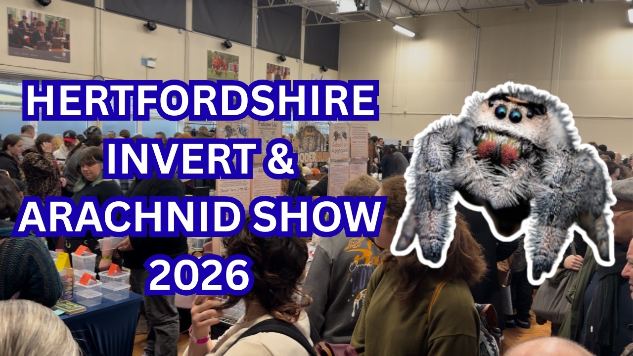Hertfordshire Invert & Arachnid Show Walkthrough & Review - Invertebrate & Spider Expo | Spooderpods