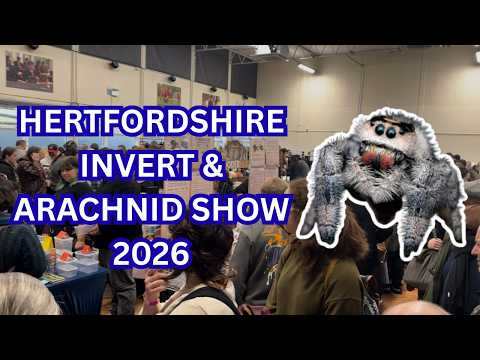 Hertfordshire Invert & Arachnid Show Walkthrough & Review - Invertebrate & Spider Expo | Spooderpods