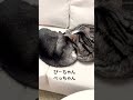 話しかけても無w名前にだけ反応する親子🤣(ご飯の合図ってわかってる)#cat #猫 #猫のいる暮らし #ねこ #多頭飼い