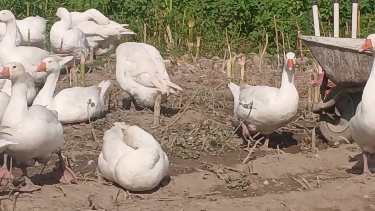 Yeni video yayinda 🪿🪿🪿🪿