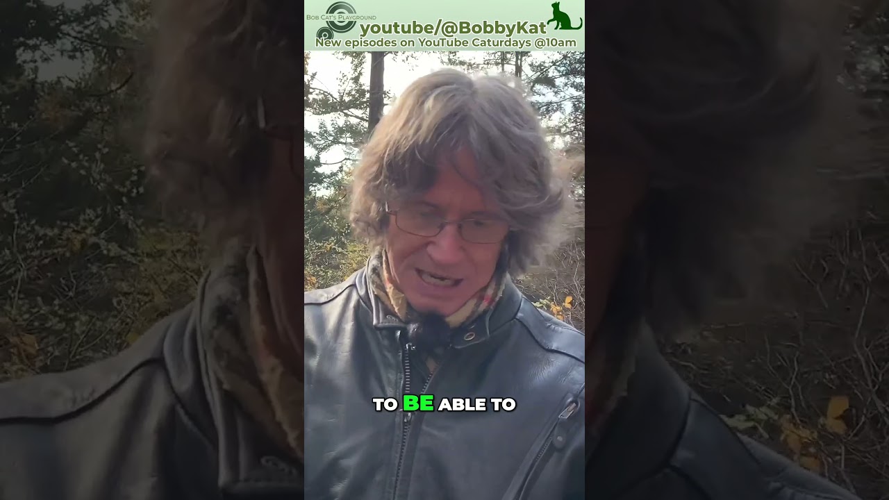 Wet vs Dry Cat Food:  Pros and Cons for Your Feline Friend