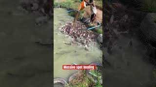 Spot feeding on an earthen pond! #youtubeshorts #trendingshorts #viralshorts