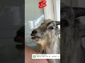 Goat Kiss рџђђ Shorts Goat Kiss рџђђ Shorts