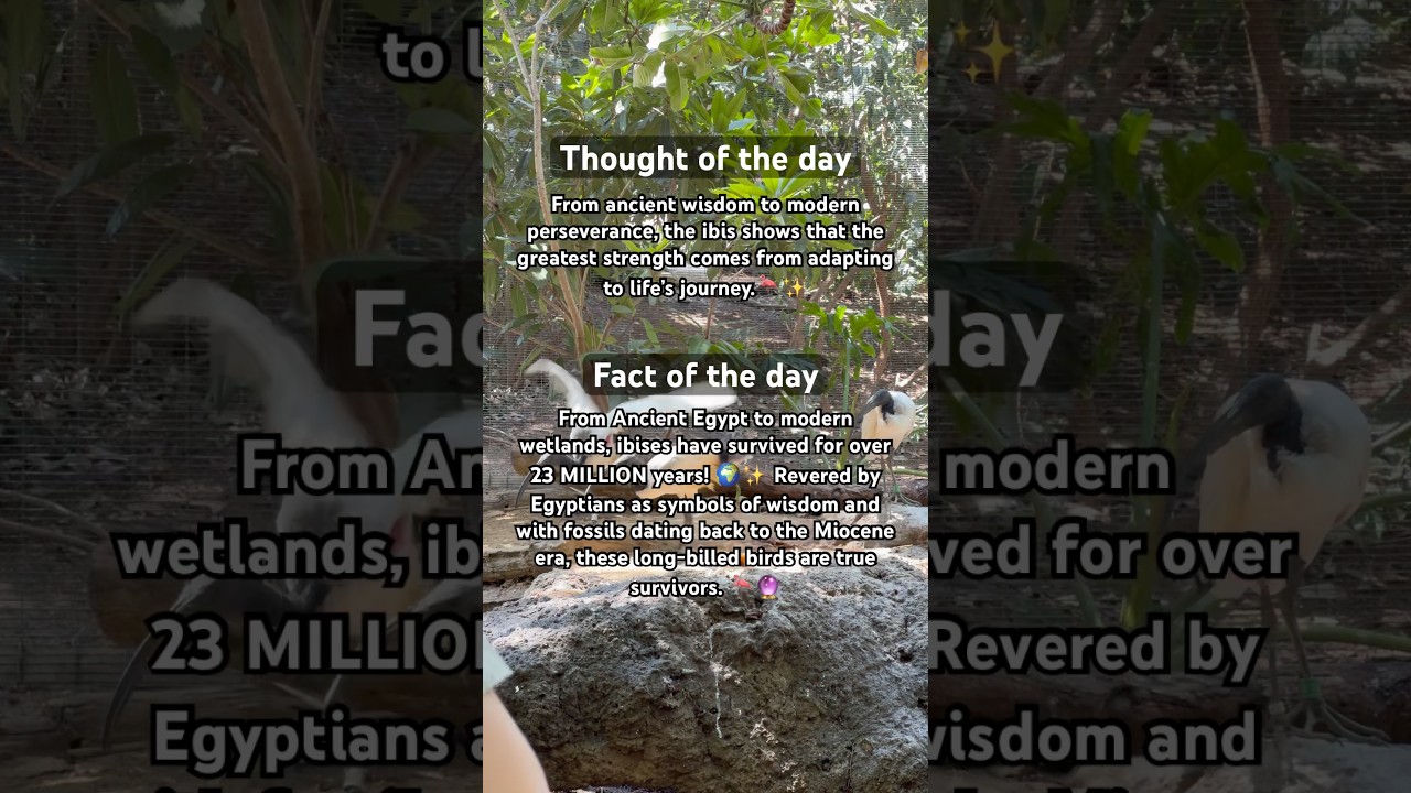 Did you know these ancient birds - Ibis have been around for MILLIONS of years? 