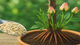 Download Lagu Rozen vermeerderen met haver! Een extreem snelle en effectieve methode voor stekken! MP3