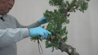Hollywood Juniper Update