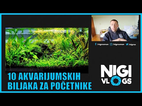 Video: Cryptocoryne - Biljke Za Akvarij