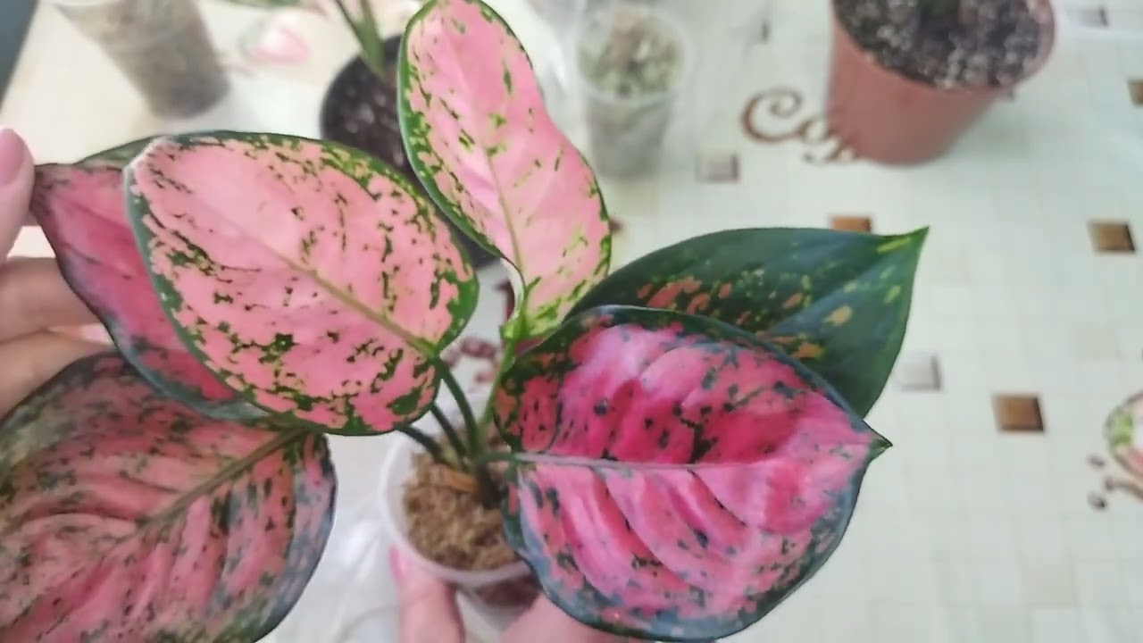 Аглаонемы/ Результат укоренения черенков во мхе сфагнуме