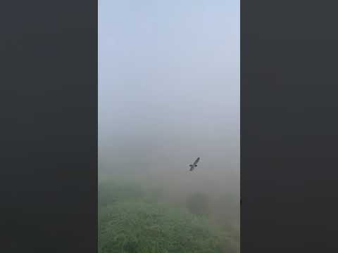 CHENNAI WINTER #FOG