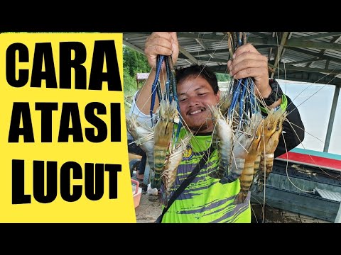 cara mengatasi udang dari terlucut/rabut/lokoh  #mancingudanggalah  #udanggalah