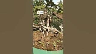 BONSAI GULGUM (ghulo  ghumantung)@screenroe9897.