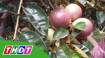 Đặc sản vú sữa tím Sóc Trăng xuất khẩu sang Mỹ | THDT