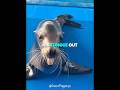 He Saved This Scared Seal From An Orca 😱🐋 #shorts