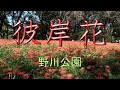 野川公園 「彼岸花」