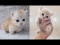 Baby Cats - Funny and Cute Cat Videos Compilation 2019