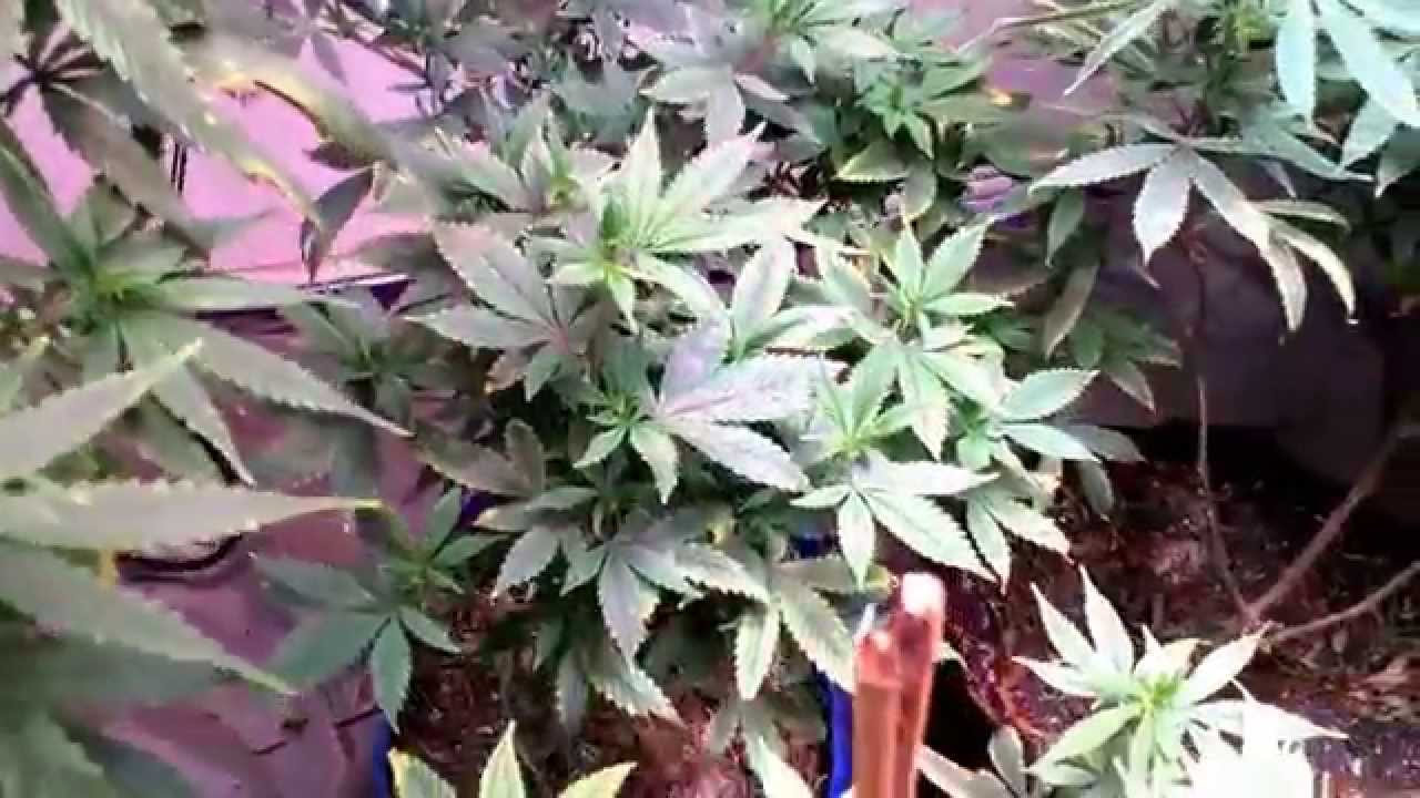 Hyroot's Garden Day 6