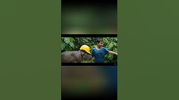 capybara và anh bị lạc trong rừng #capybara