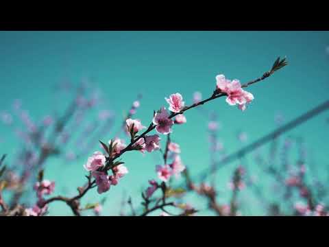 つゆのあとさき　cover